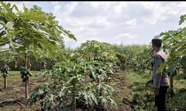 Warga-Sumberejo-Wonoayu-Manfaatkan-Lahan-Kosong-untuk-Tanam-Pepaya,-Bhabinkamtibmas-Beri-Apresiasi